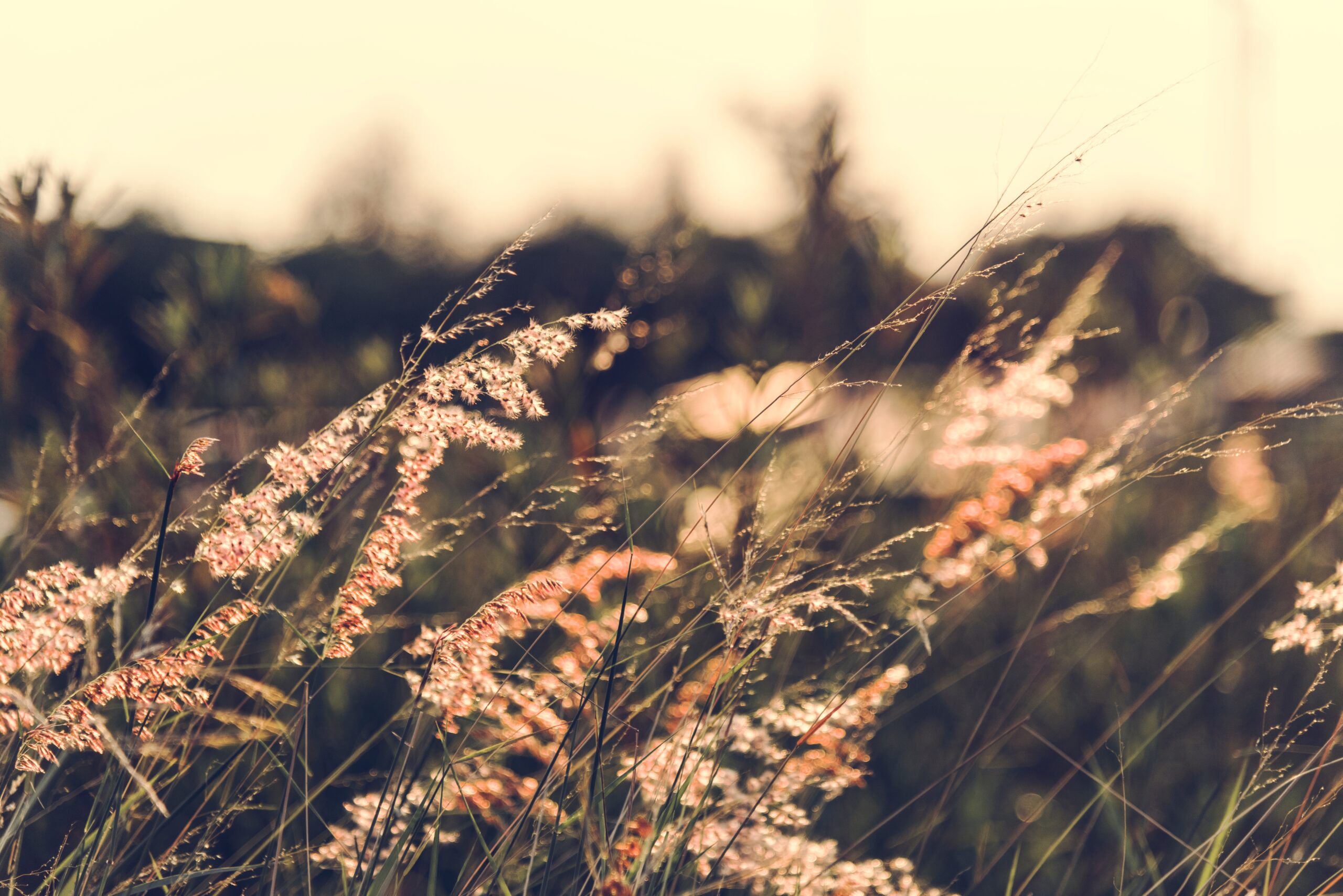 Wild grass growing in nature