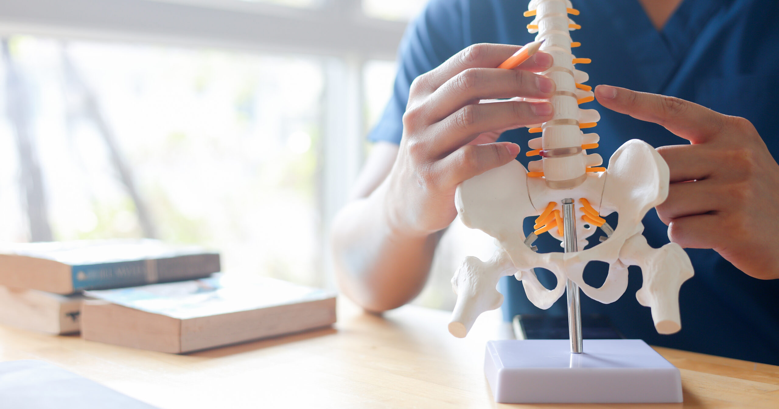 close up physical therapist chiropractor hand pointing on human skeleton at middle back to advise and consult to patient to treatment at office for healthcare concept